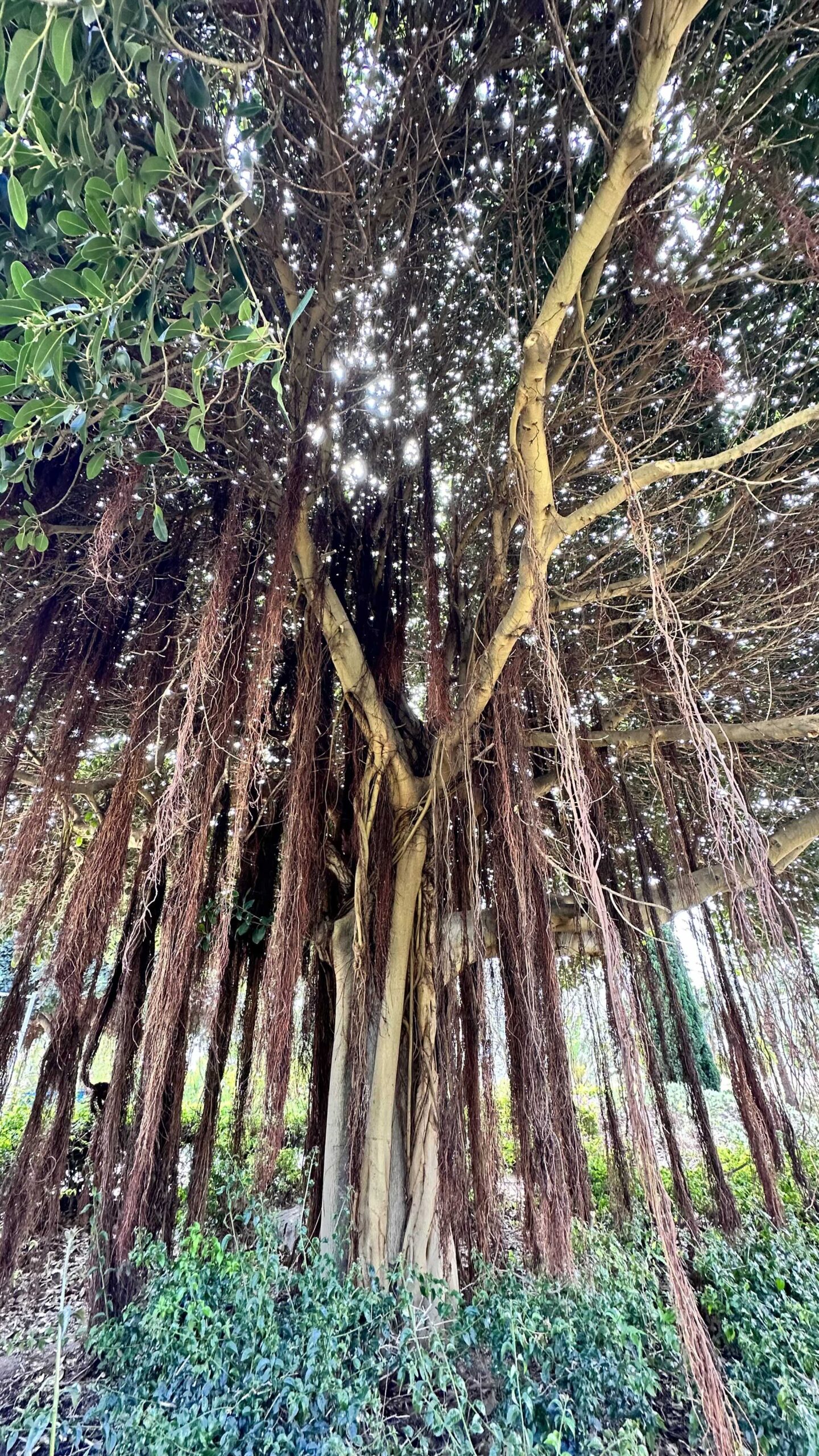 banyan ağacı